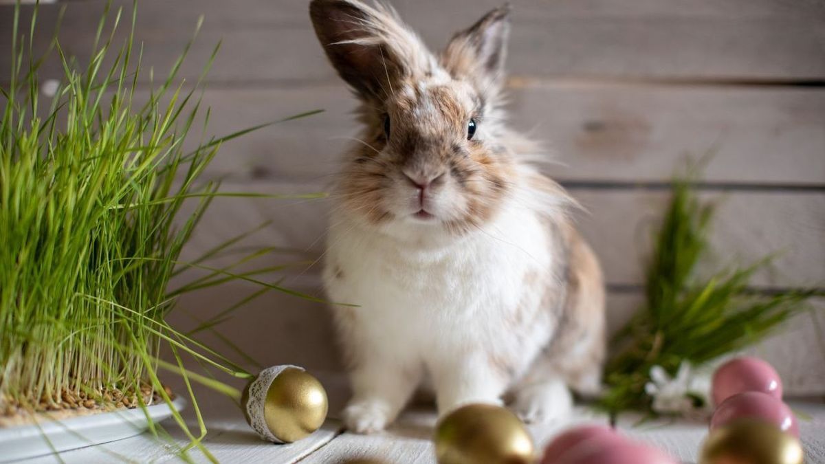 Ostern Gettyimages 1300187996