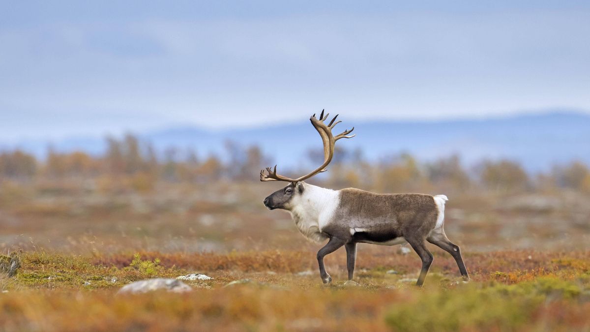 Tundra mit Rentier