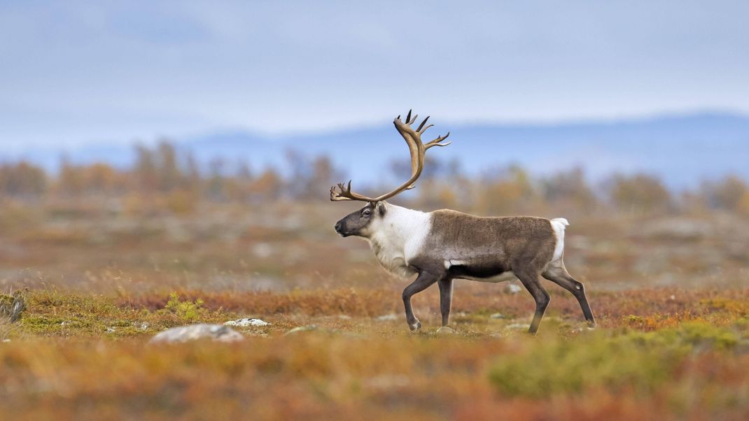 Tundra mit Rentier