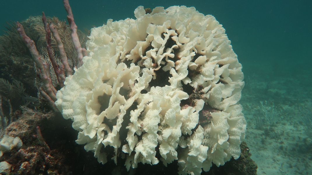 Mexiko: Die Korallenbleiche in der Karibik nimmt immer weiter zu. Sie ist Folge der steigenden Temperaturen im Pazifik.
