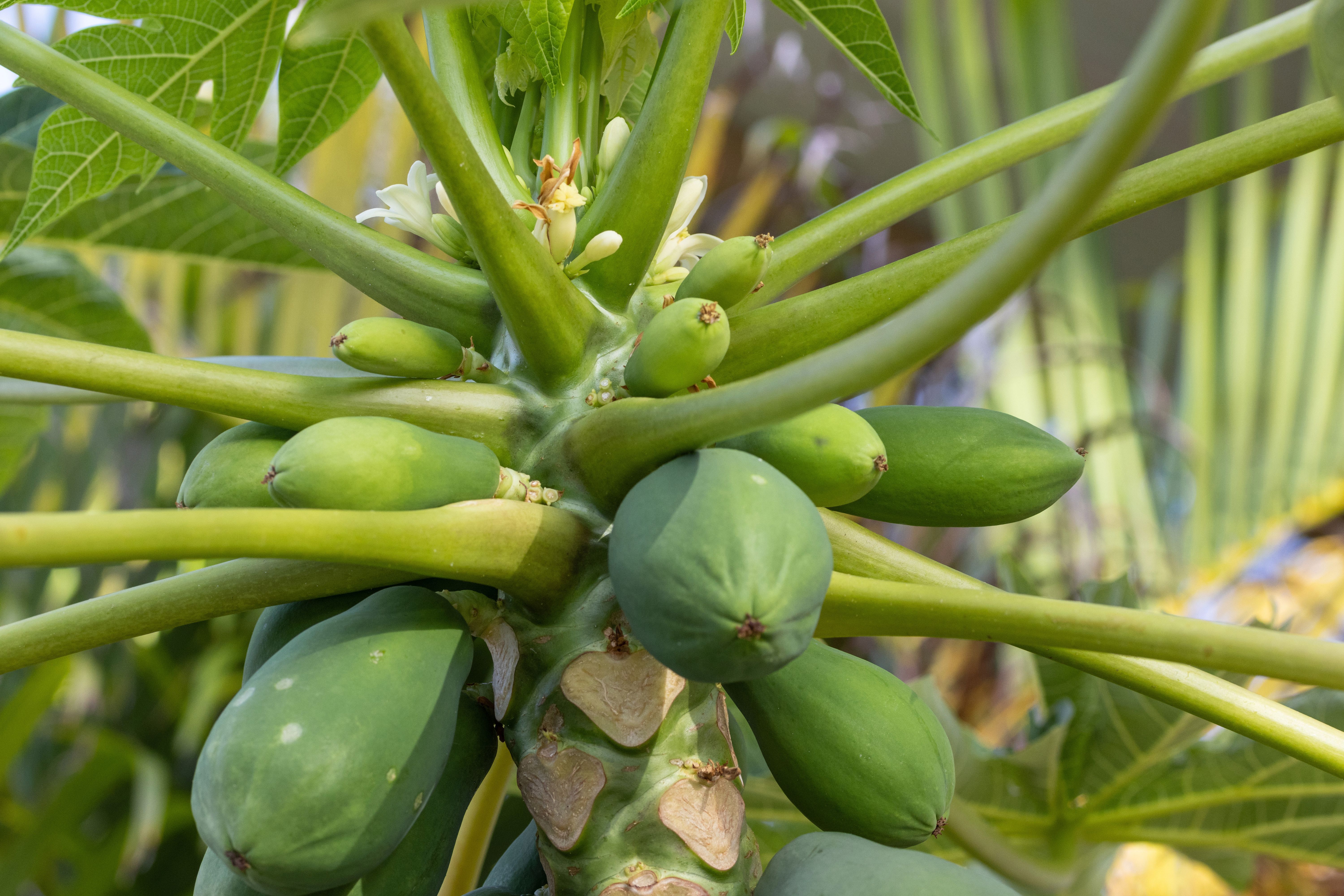 Die Papaya ist vor allem in Mexiko und Südamerika beheimatet. Das wichtigste Anbauland ist mit über 5,5 Millionen Tonnen jährlich eindeutig Indien.