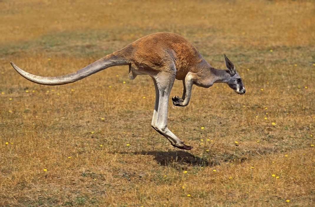 Ein Känguru kann mit einem Satz mehrere Meter weit hüpfen.
