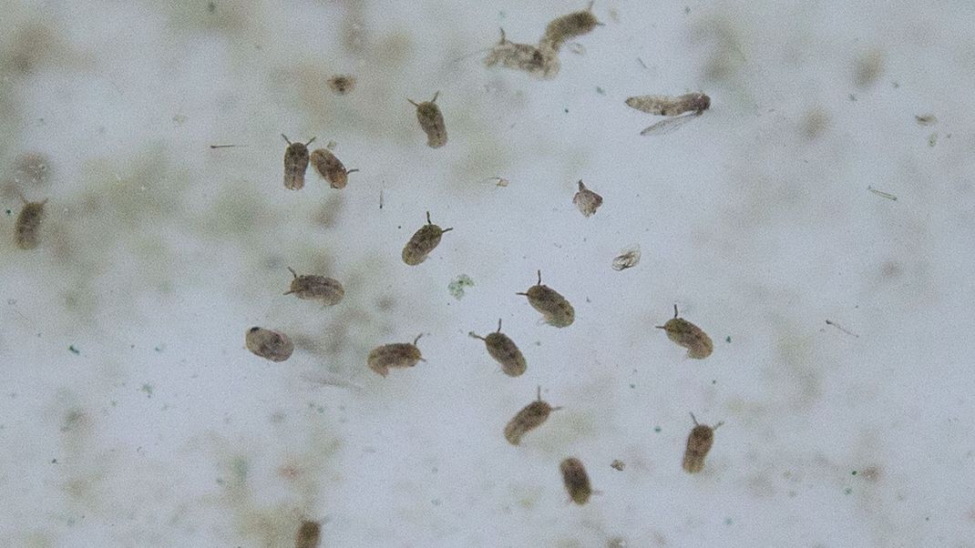 Oropouche-Virus: Erste Todesopfer in Brasilien