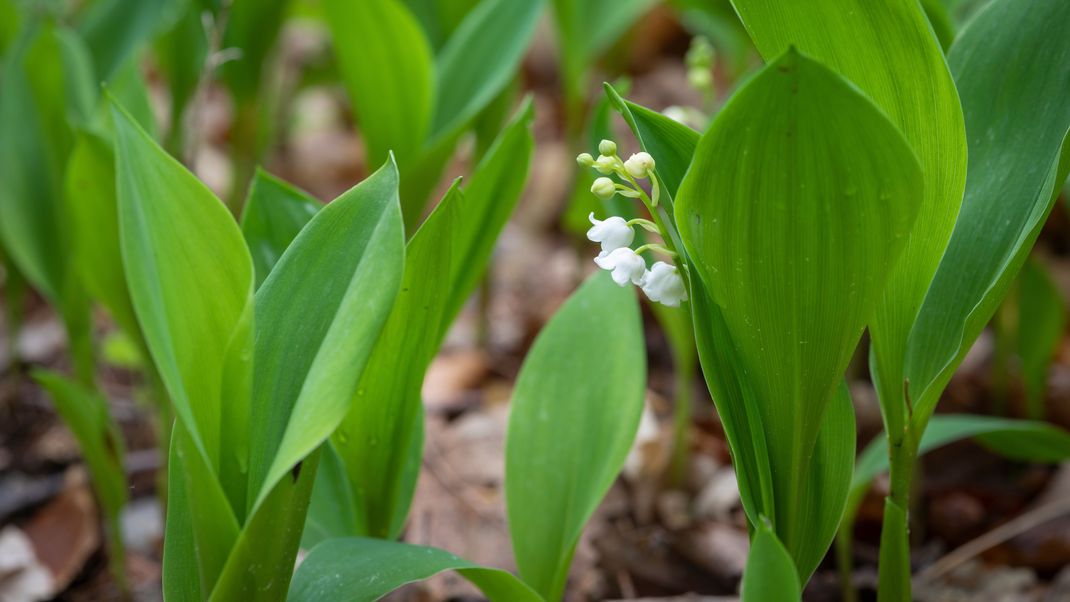 Die Blätter der Maiglöckchen sehen (auch vor der Blüte) denen des Bärlauchs sehr ähnlich. Deshalb ist hier besondere Vorsicht geboten.