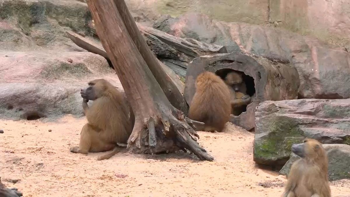 Das Paviangehege im Tiergarten Nürnberg