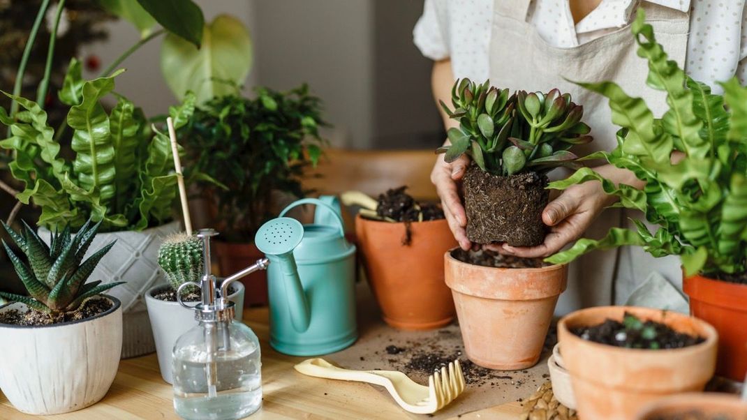 Blumenpracht ohne Schimmel: So schützt und reinigst du deine Blumenerde effektiv!