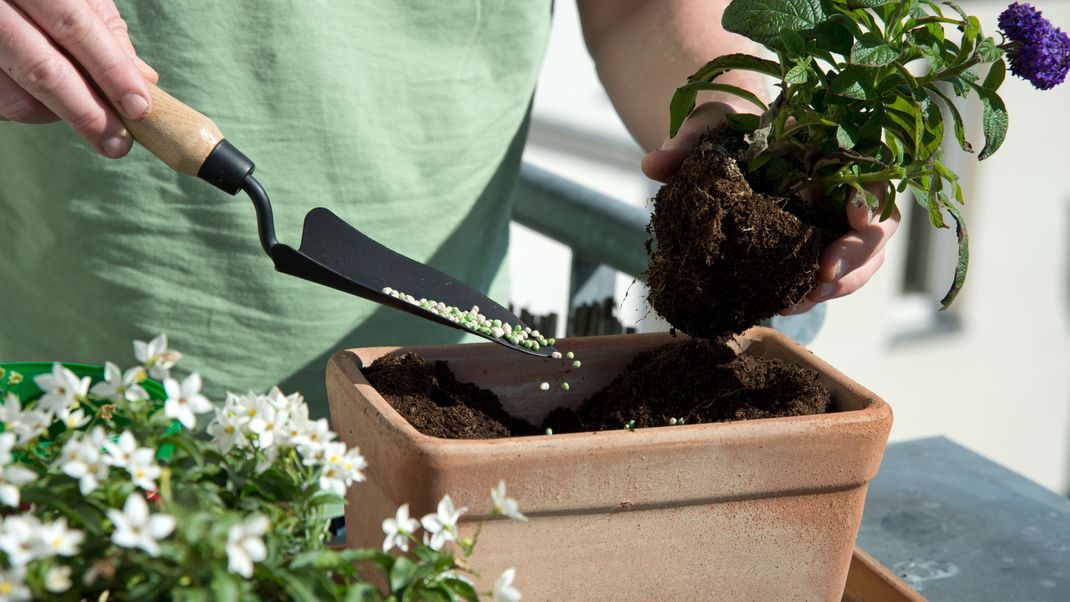 Die richtige Düngung im Garten: Wie viel Dünger ist zu viel? Tipps zur Vermeidung von Überdüngung und Schädigung der Pflanzen