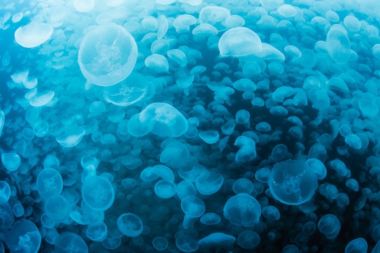 Die Ohrenqualle sorgte diesen Sommer für Chaos an der Ostsee. Immerhin: Sie brennt nicht. Aber die bis zu 30 Zentimeter große Meduse legte im Laufe der Geschichte schon so manches Atomkraftwerk in nördlichen Gewässern lahm - zum Beispiel 2011 in Schottland, als die Glibber-Massen die Filtersysteme von 2 Reaktoren verstopften. Aus schwedischen Atomkraftwerken wurden 50 Tonnen Ohrenquallen pro Stunde aus den Systemen gesaugt.