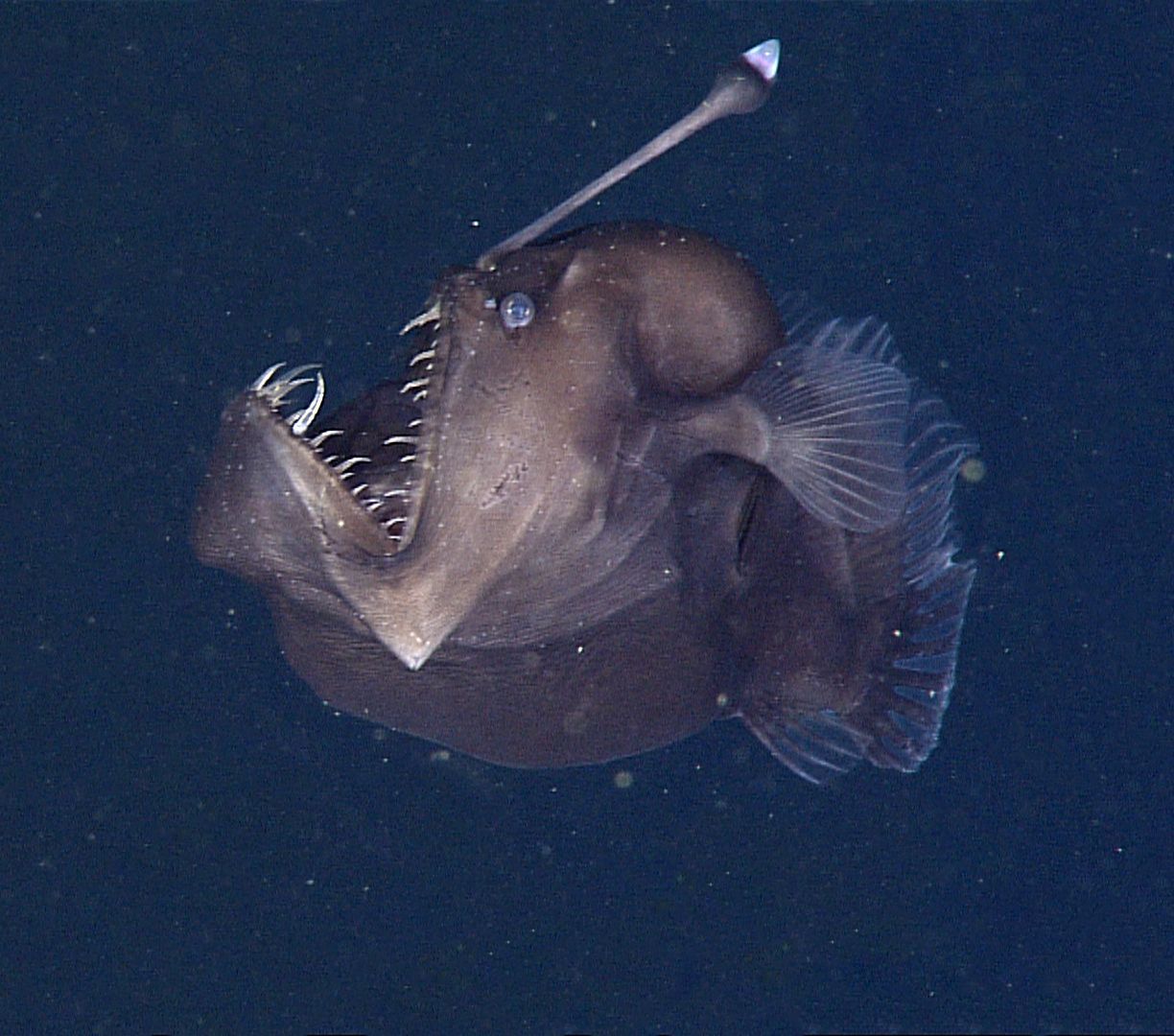 Der weibliche Anglerfisch besitzt eine Angelrute, die oberhalb des Mundes entspringt. Der Leuchtpunkt am Ende lockt Beutetiere nah an sein Maul. Reißt der Fisch es blitzschnell auf, wird die Beute durch den entstehenden Unterdruck eingesogen.