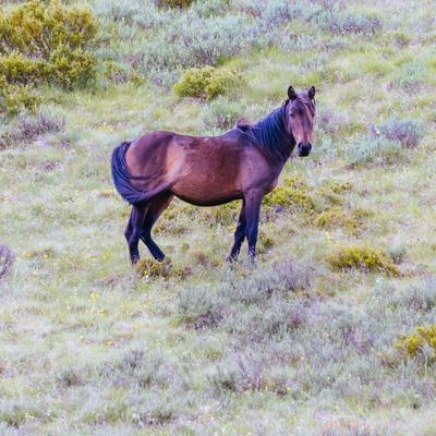 Snowy Mountains Brumbies View near Thredbo in Australia