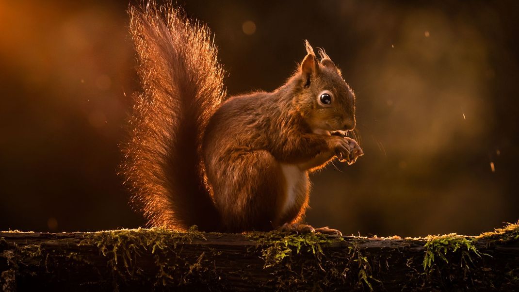 Die roten Akrobaten der Baumwipfel sind durch graue Eichhörnchen aus Nordamerika - eine invasive Art - in Teilen Europas gefährdet.