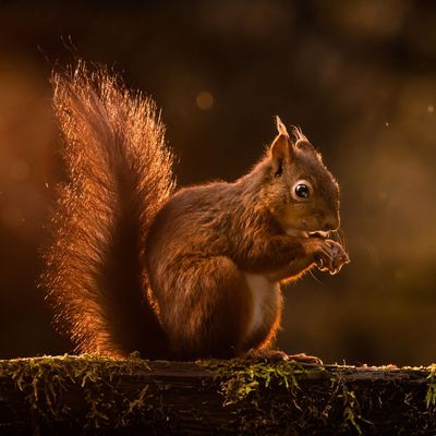 Eichhörnchen bereiten sich auf den Winter vor - Großbritannien