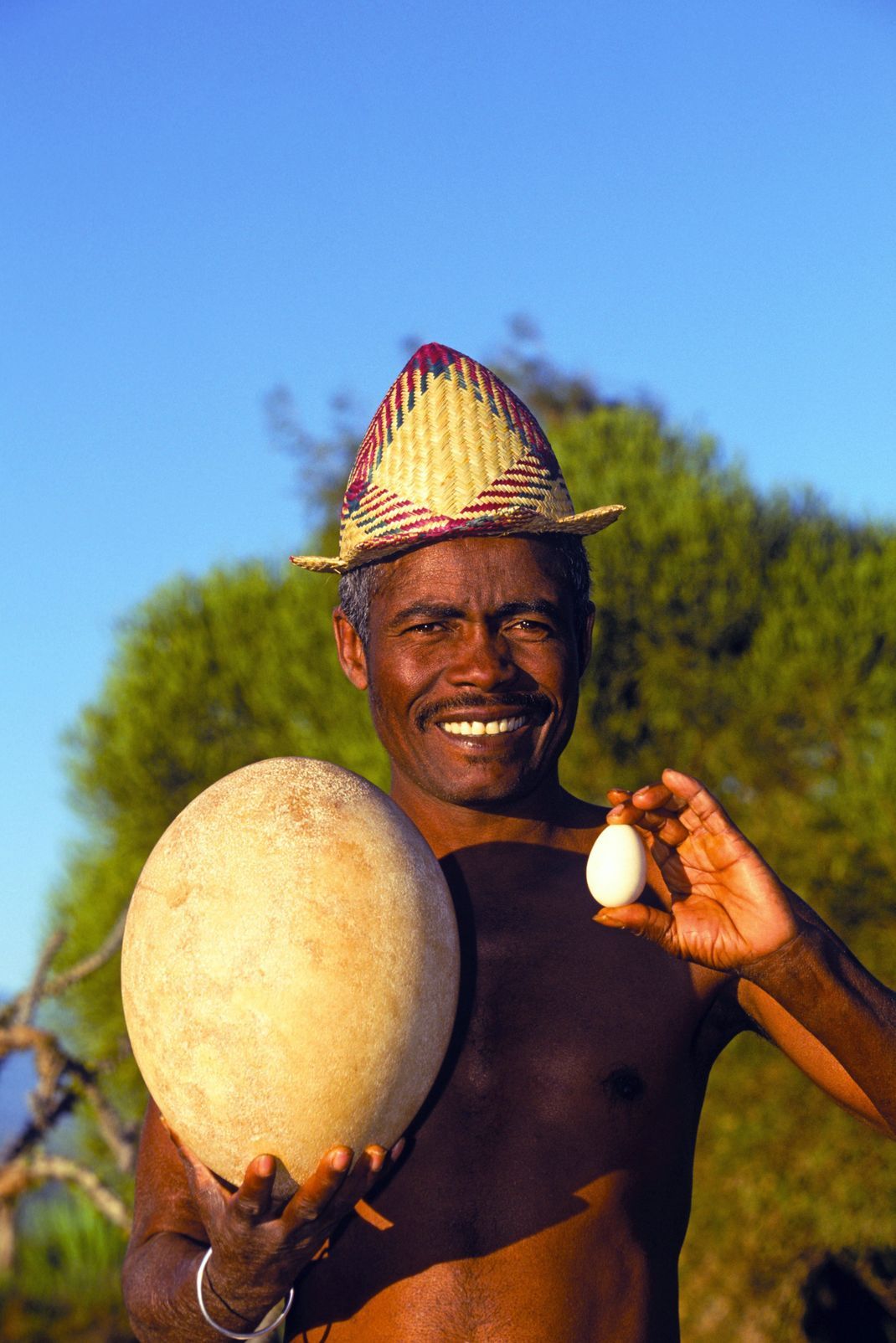 Etwa 100 Hühnereier passen in das Ei eines Elefantenvogels. Bis heute werden immer wieder uralte, fossile Eier oder deren Fragmente in Madagascar gefunden. Es entfachte eine wahre "Schatzjagd" auf die begehrten Sammelobjekte. Dennoch sind gut erhaltene Elefantenvogel-Eier sehr selten. Das macht sie auch so wertvoll. Expert:innen vermuten, dass sich weltweit nur etwa 40 Exemplare in privaten Sammlungen und Museen befinden.