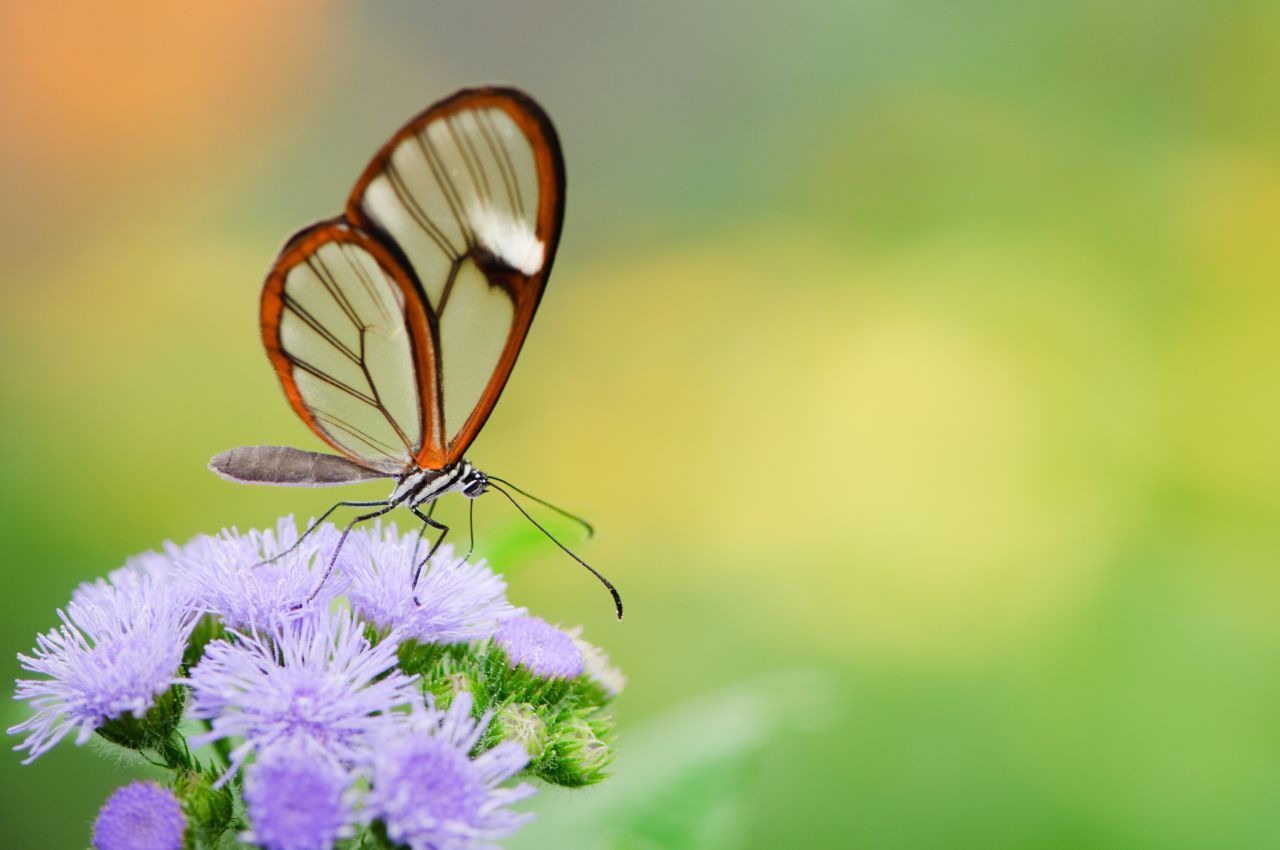 Die durchsichtigen Flügel des Schmetterlings spiegeln kaum Licht. Für Forschende ist der Glasflügler interessant: Sie schauen sich von den Flügeln Techniken für Smartphone-Displays ab.