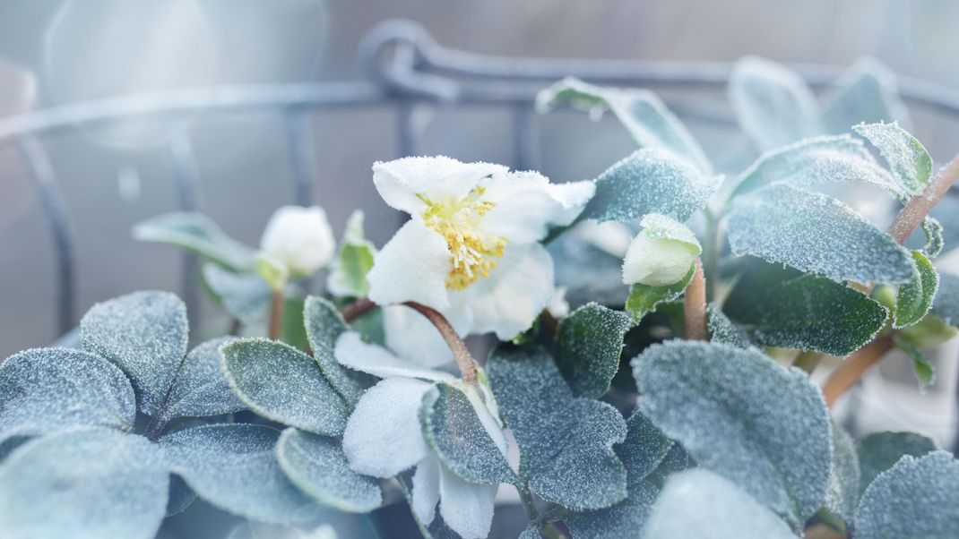 Die Christrose öffnet ab Dezember ihre weißen Blüten.