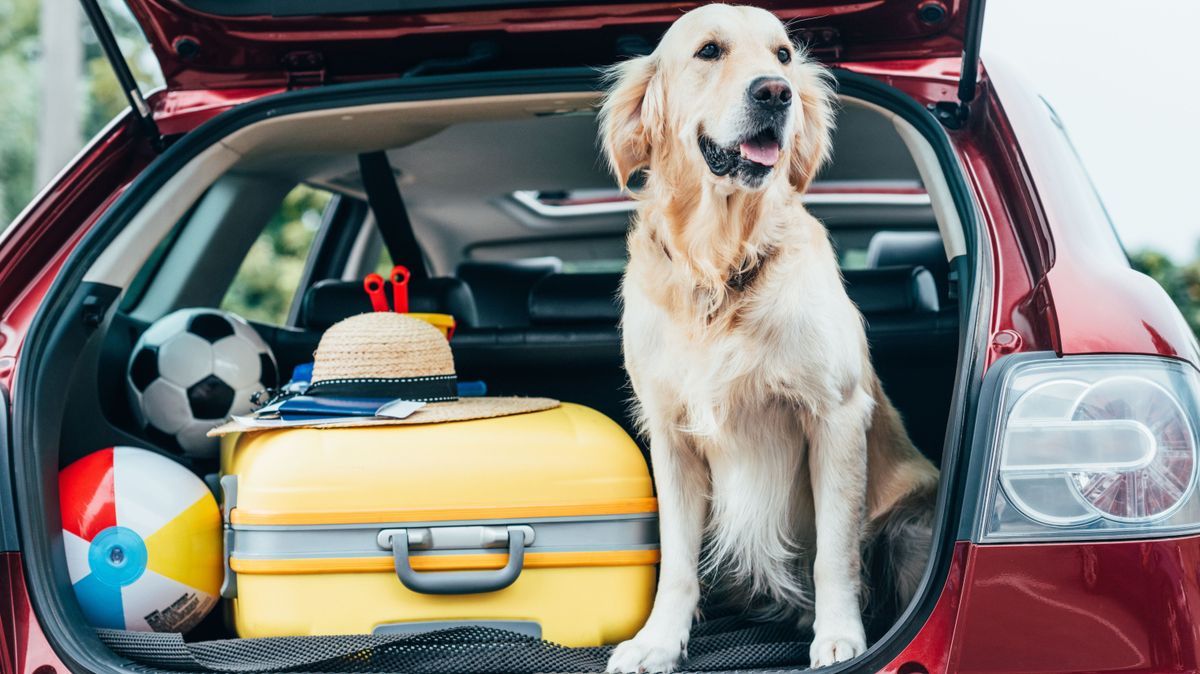 Für den Urlaub mit deinem Hund solltest du einige Dinge wie Urlaubsziel, Reisemöglichkeiten, Dokumente und Unterkunft beachten.
