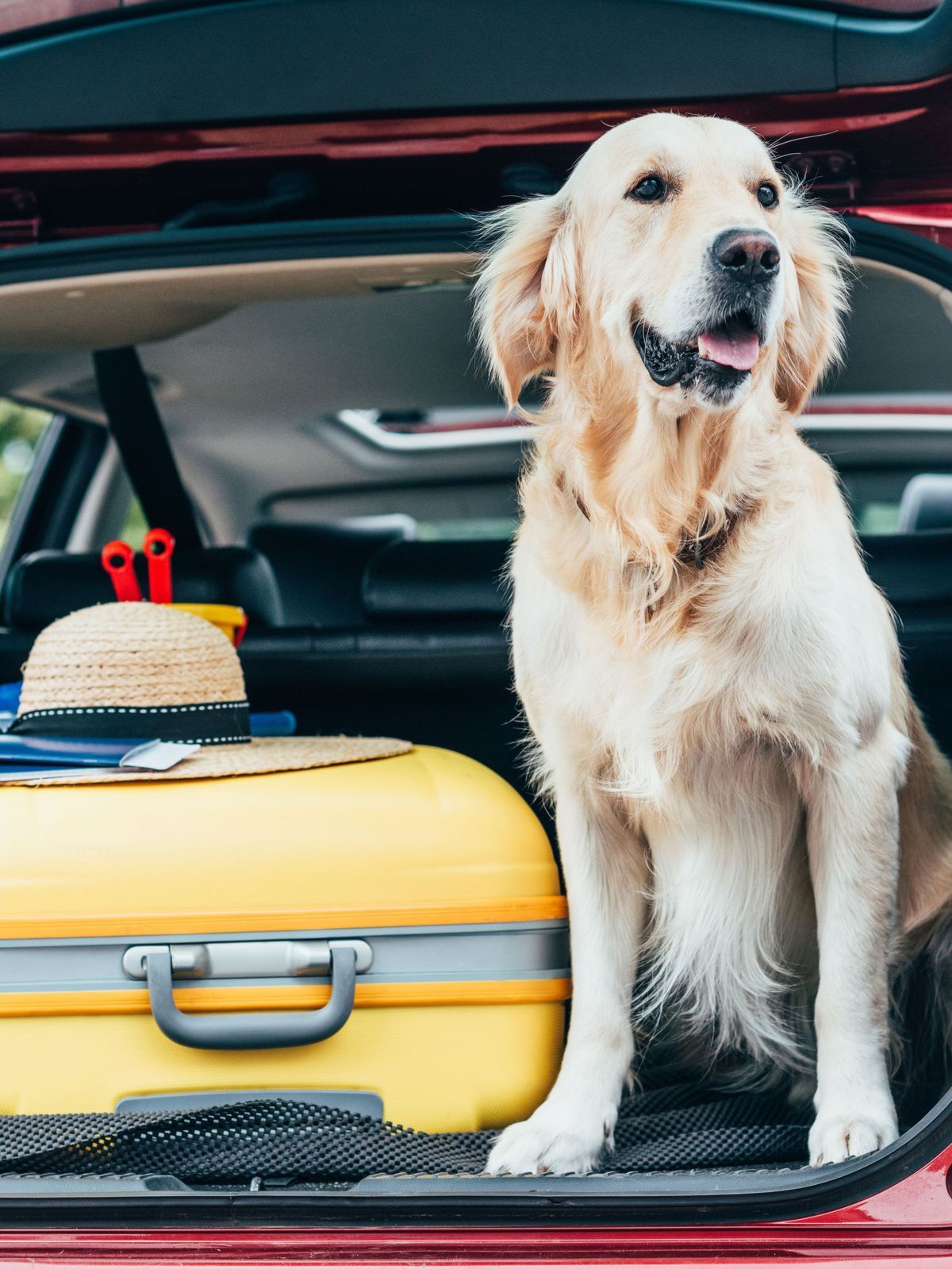 Für den Urlaub mit deinem Hund solltest du einige Dinge wie Urlaubsziel, Reisemöglichkeiten, Dokumente und Unterkunft beachten.