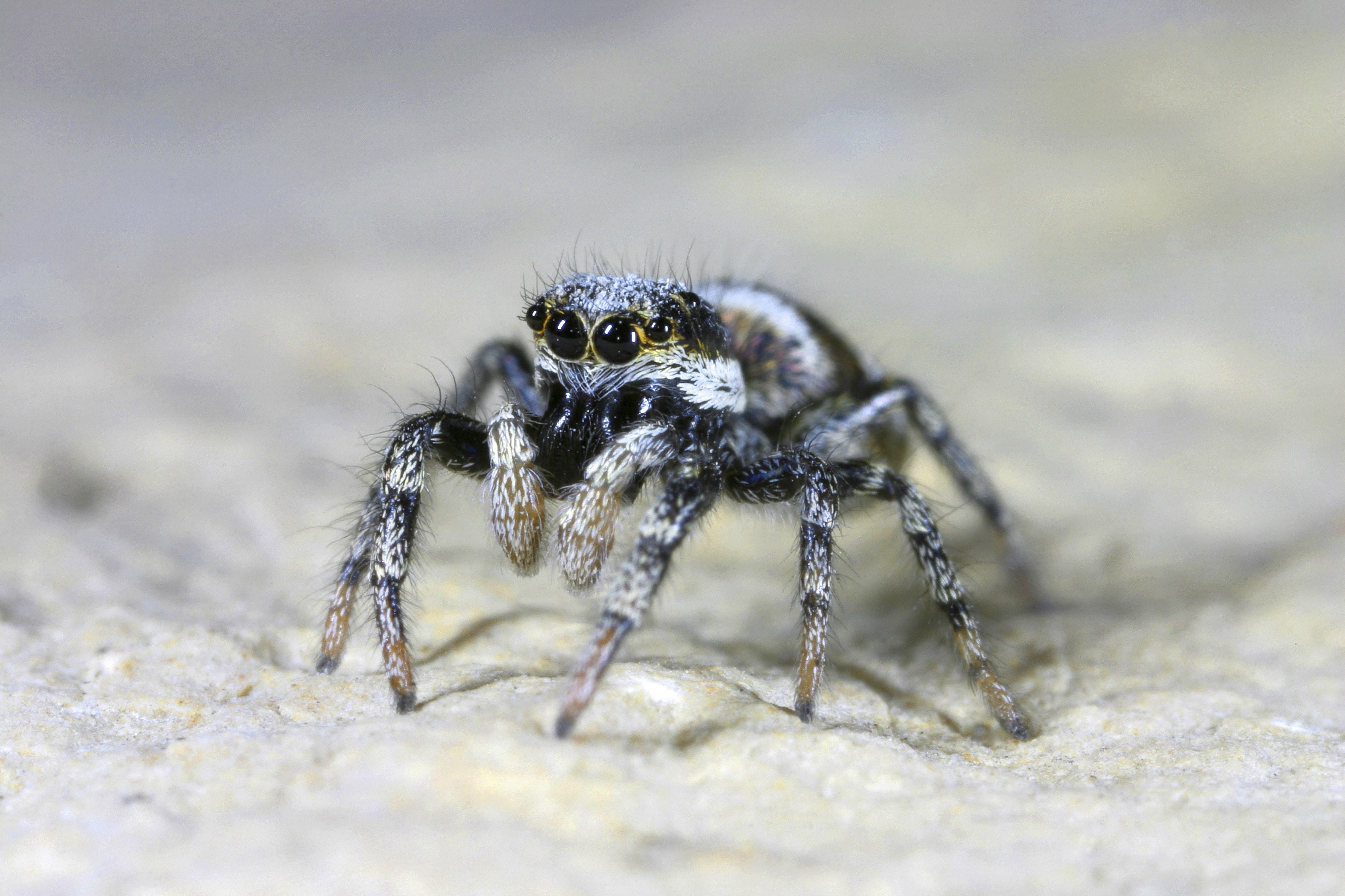 Zebraspringspinnen wie diese Mauer-Zebraspringspinne kommen auch bei uns vor. Die Tiere sind schwarz-weiß gefärbt und werden bis sieben Millimeter groß.