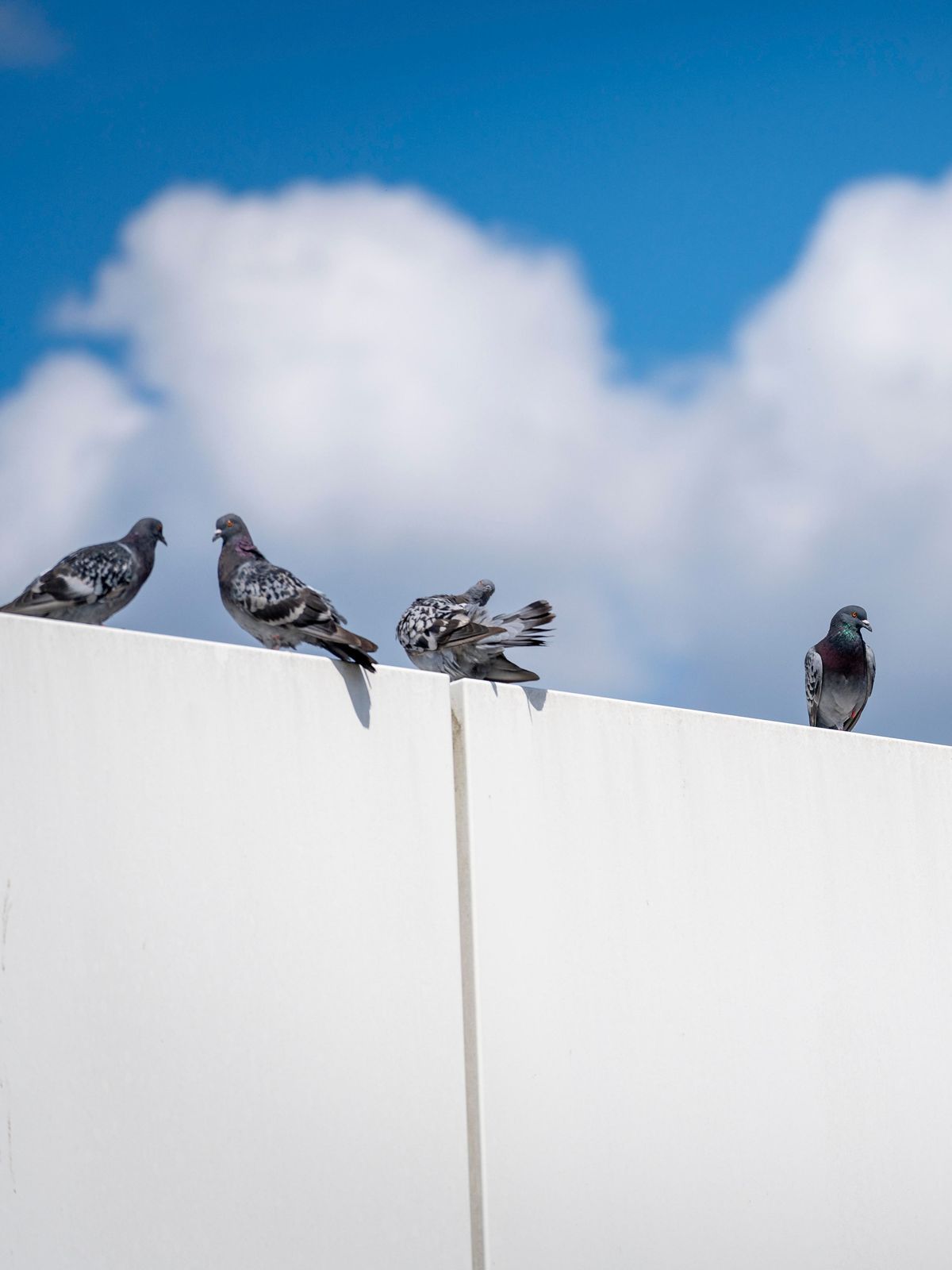 Tauben vertreiben: dieser Trick mit Alufolie hilft