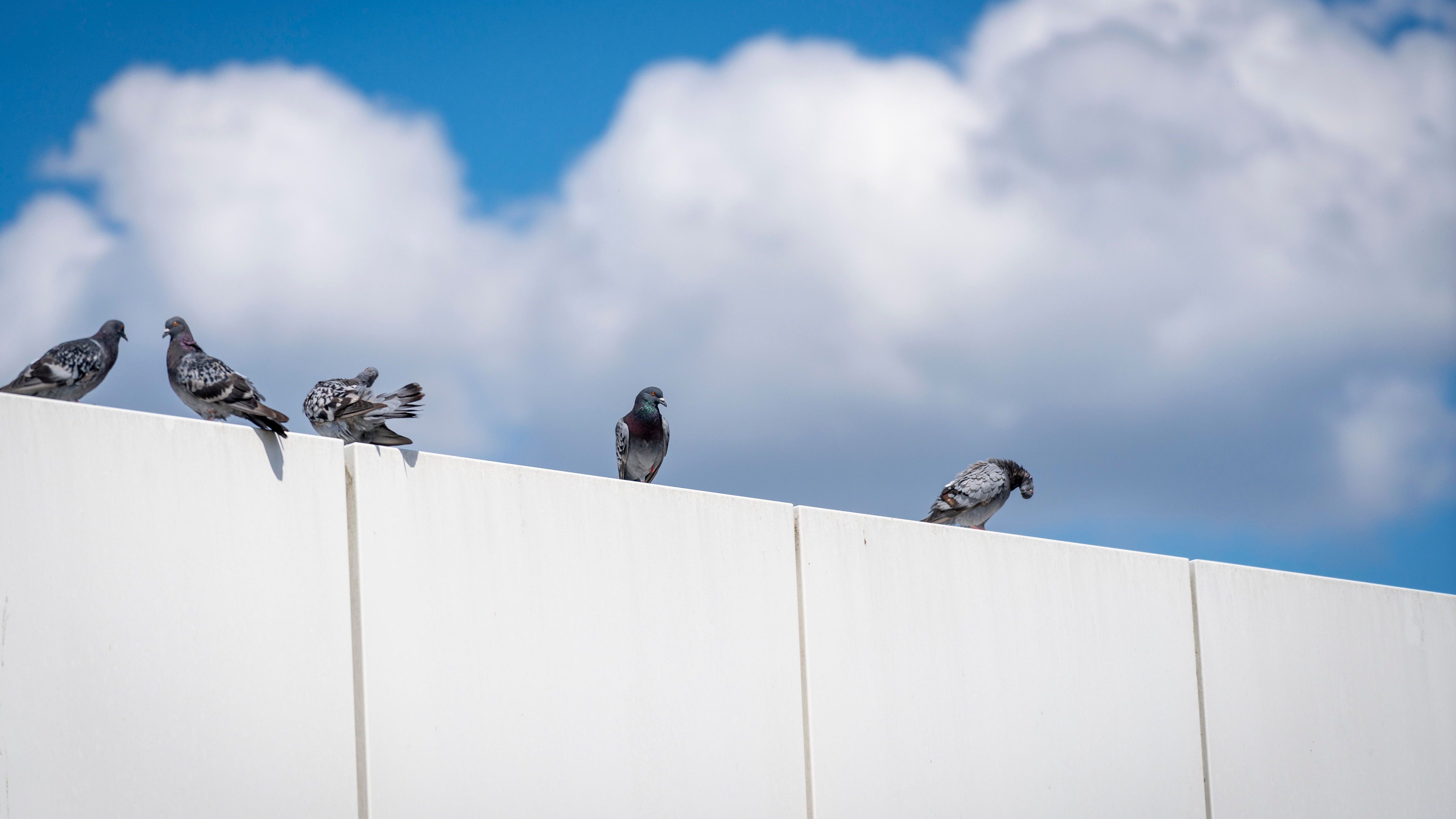 Tauben vertreiben Mit Alufolie kannst du sie vom Balkon und aus dem Garten verscheuchen