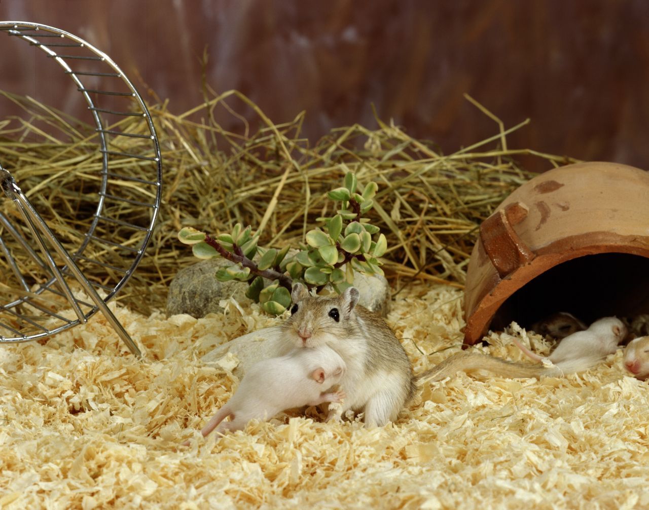 Mäusekinder haben mehrere Reflexzonen. Sie erstarren, wenn die Mutter sie an Nacken, Kopf oder Hinterleib packt. 