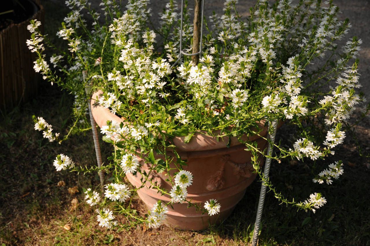 Für Balkontopf, Kasten oder Blumenampel ist die hängende Fächerblume ideal, ihre weißen oder blauen Blüten locken Bienen und Co. an und versorgen die Tiere bis in den Herbst mit Nektar.