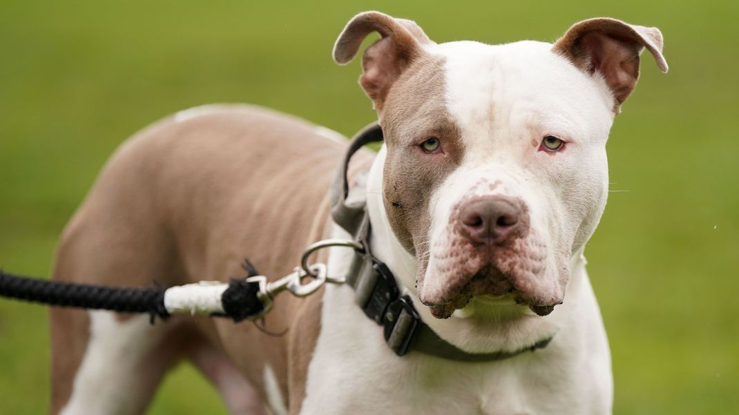 Ein XL-Bully-Hund hat bei Hamburg seinen Besitzer angegriffen und getötet.