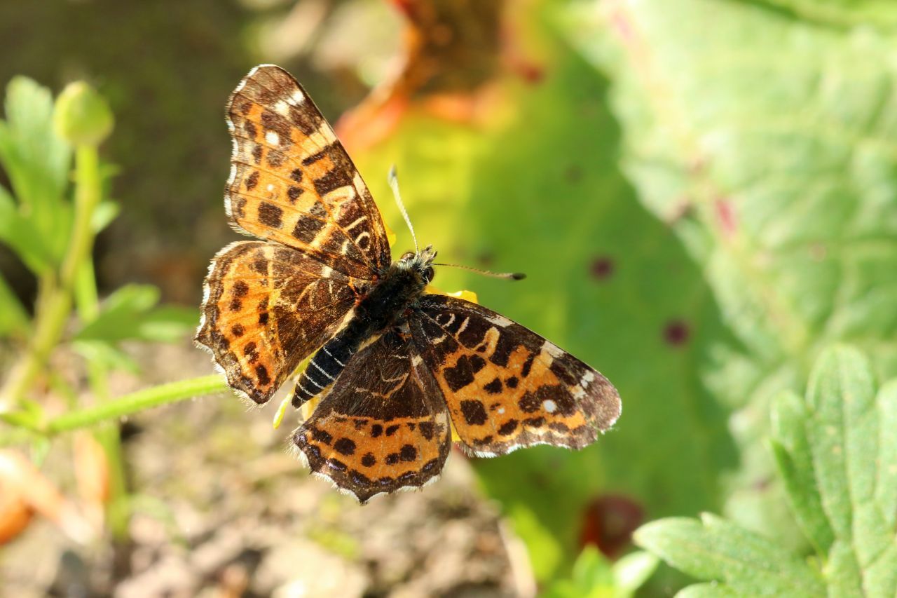 Das Landkärtchen entdeckst du oft an Waldwegen oder am Waldrand. 