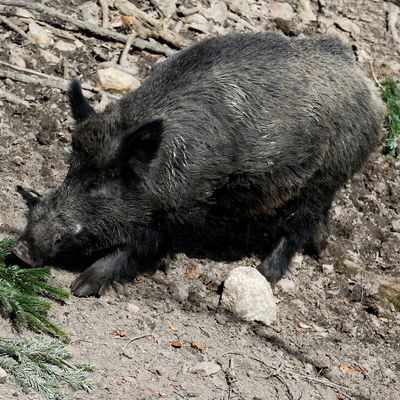 GERMANY-WILDLIFE/WILDBOAR