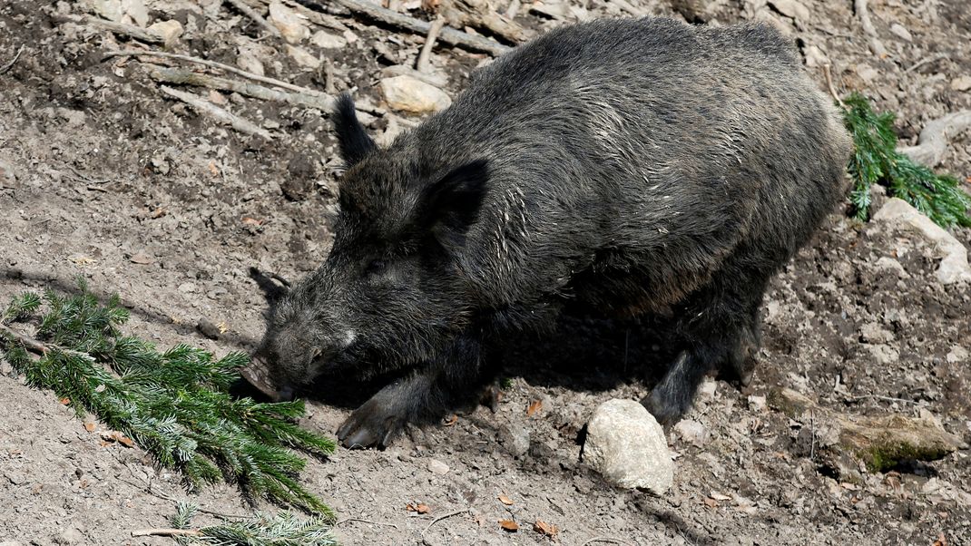 Ein Wildschwein musste in der Mainzer Innenstadt getötet werden. (Symbolbild)
