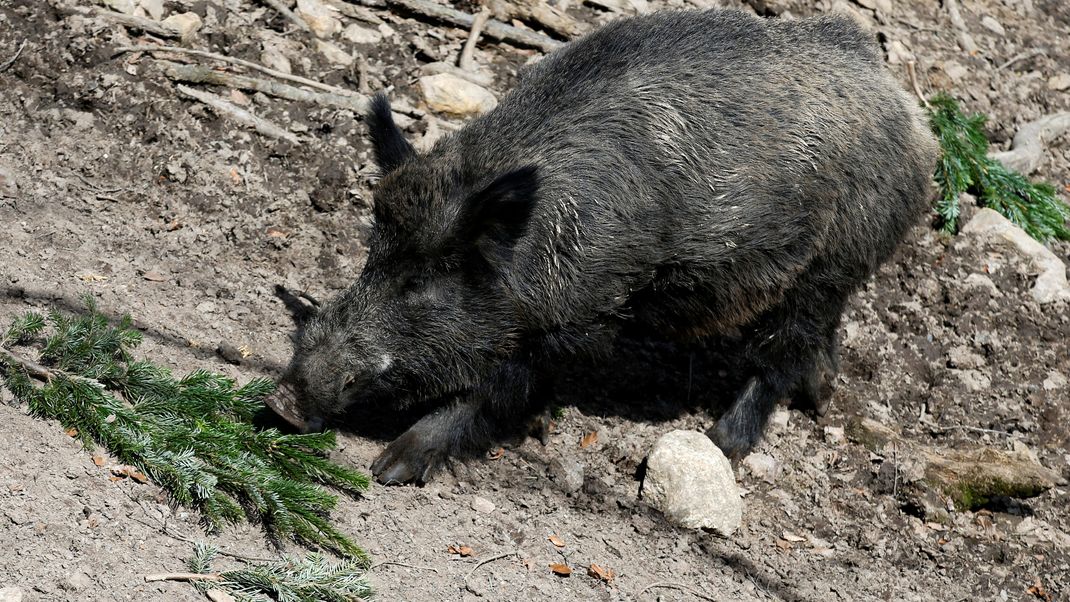 GERMANY-WILDLIFE/WILDBOAR