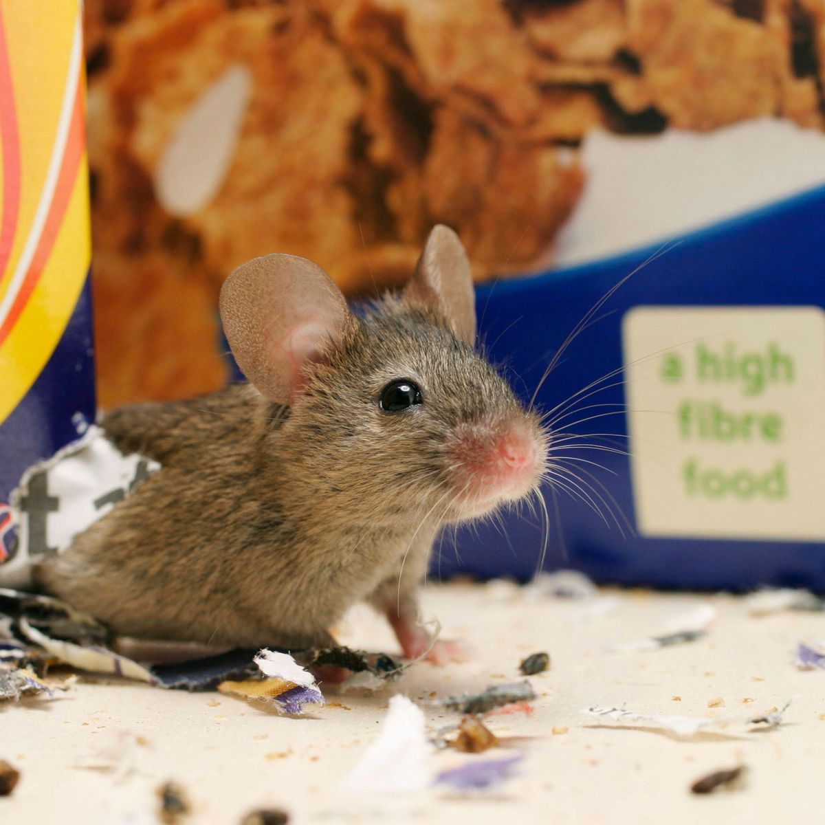 Mäuse aus dem Haus vertreiben: Diese Mittel wirken am besten