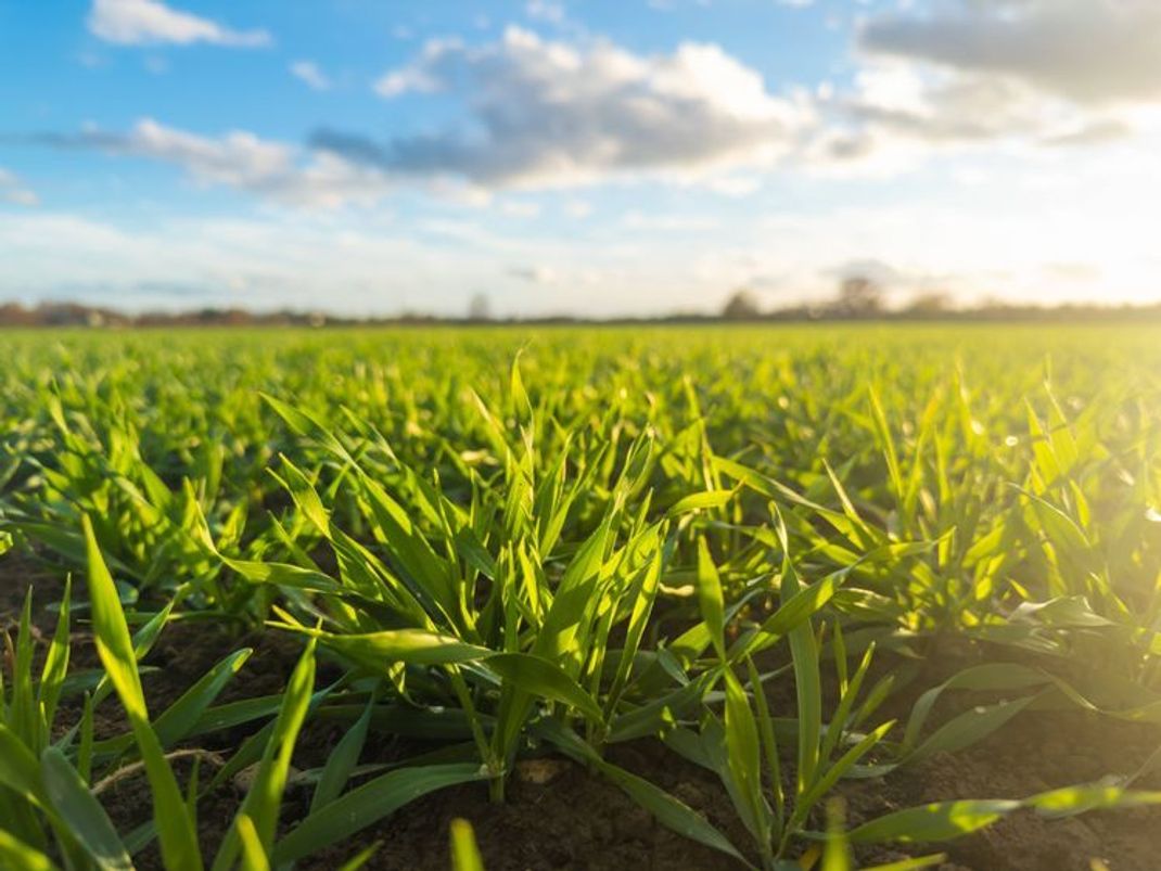 Klimabewusstsein: Wie groß ist die Sorge um die Erde?
