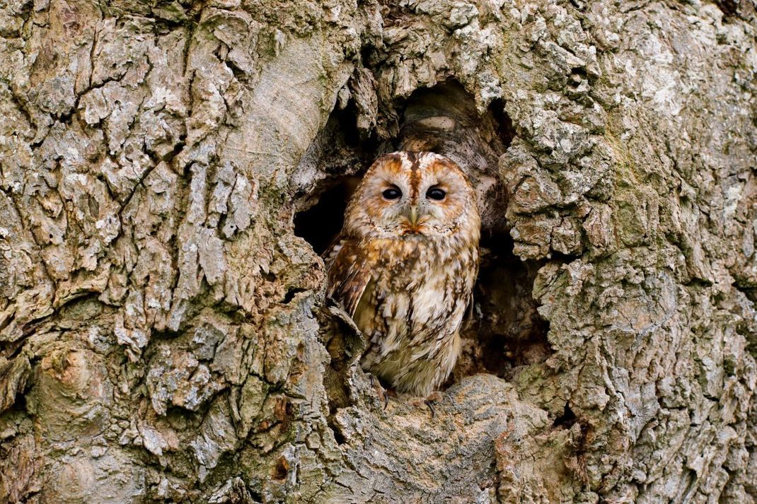 Diese Eulen-Art triffst du bei uns am häufigsten: den Waldkauz.