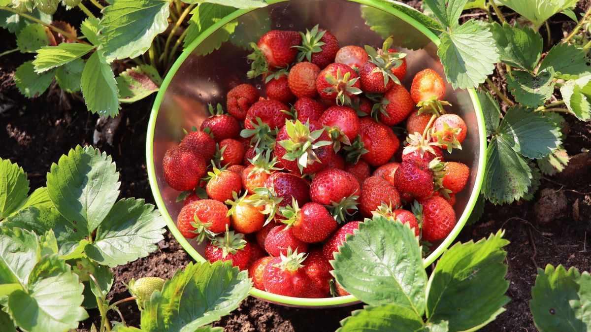 Erdbeeren, Erdbeerernte, Erdbeer-Saison, reife Erdbeeren in Schale auf dem Feld 452178637
