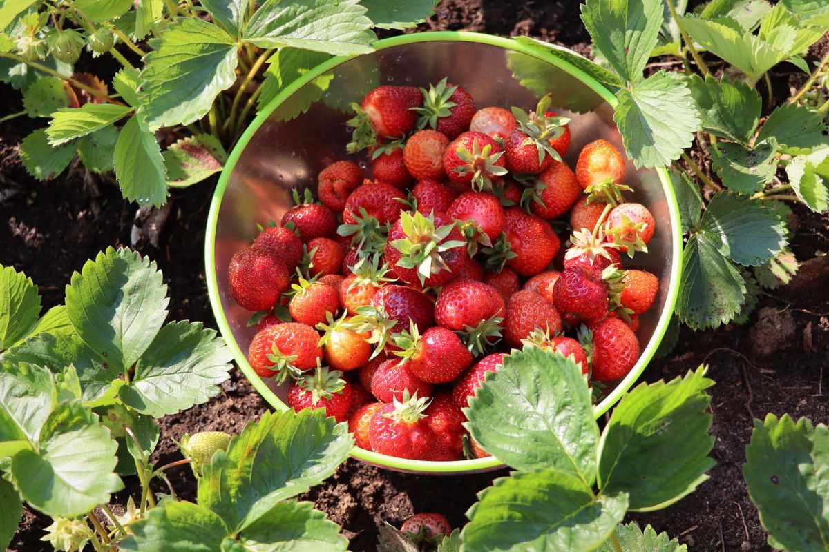 Erdbeeren, Erdbeerernte, Erdbeer-Saison, reife Erdbeeren in Schale auf dem Feld 452178637