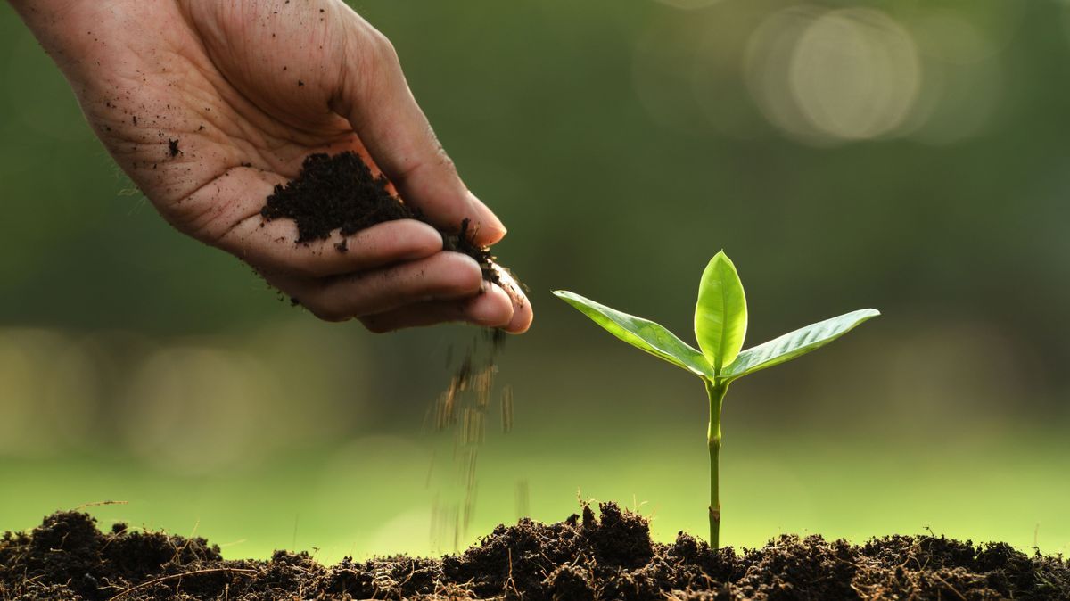 Hand putting soil around young plant on nature background