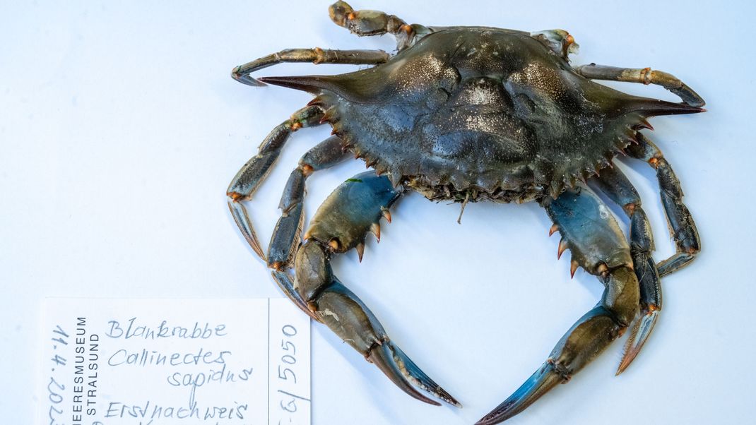 Die Blaukrabbe wurde im April 2023 am Strand des Ostseebades Ahlbeck (Insel Usedom) gefunden.