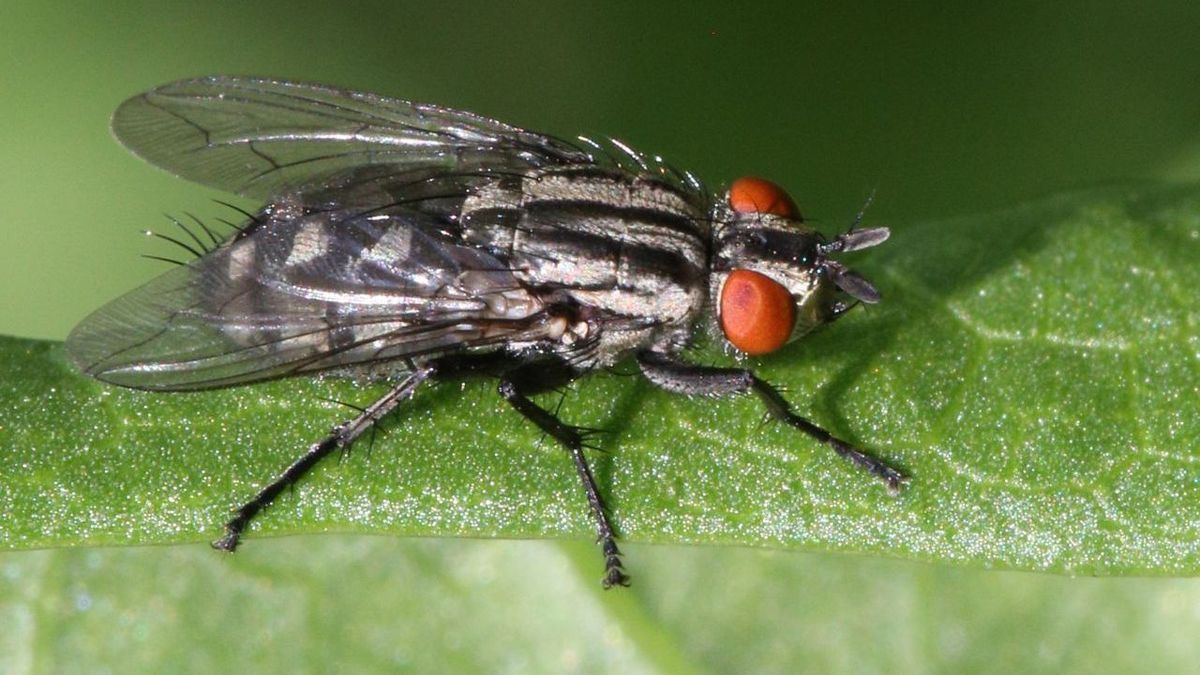 Insekt - Fliege