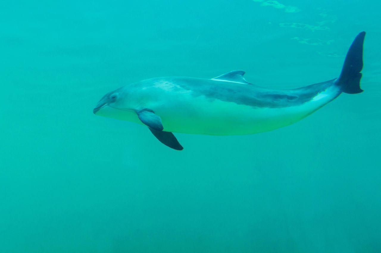 Der Gewöhnliche Schweinswal ist ein besonders kleiner Wal. Er wird etwa 1,5 bis zwei Meter lang und ist heimisch in der Ostsee, sowie in der gesamten Nordsee. 