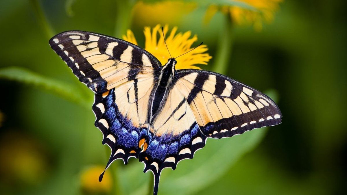 Schmetterlinge Schwalbenschwanz Gettyimages Ogphoto 115036161