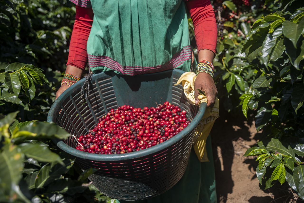 Immer mit der Ruhe: Kaffeekirschen reifen, je nach Art und Klima, in 6 bis 11 Monaten heran. Geerntet wird einmal im Jahr - sehr nah am Äquator manchmal auch zweimal. Vielerorts erfolgt die Kaffeeernte mühevoll und monatelang per Hand.