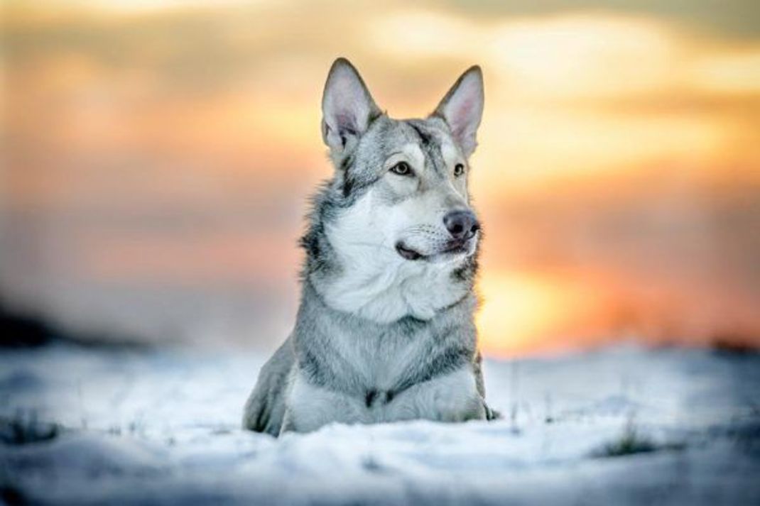 Jesper ist ein Saarloos-Wolfhund.