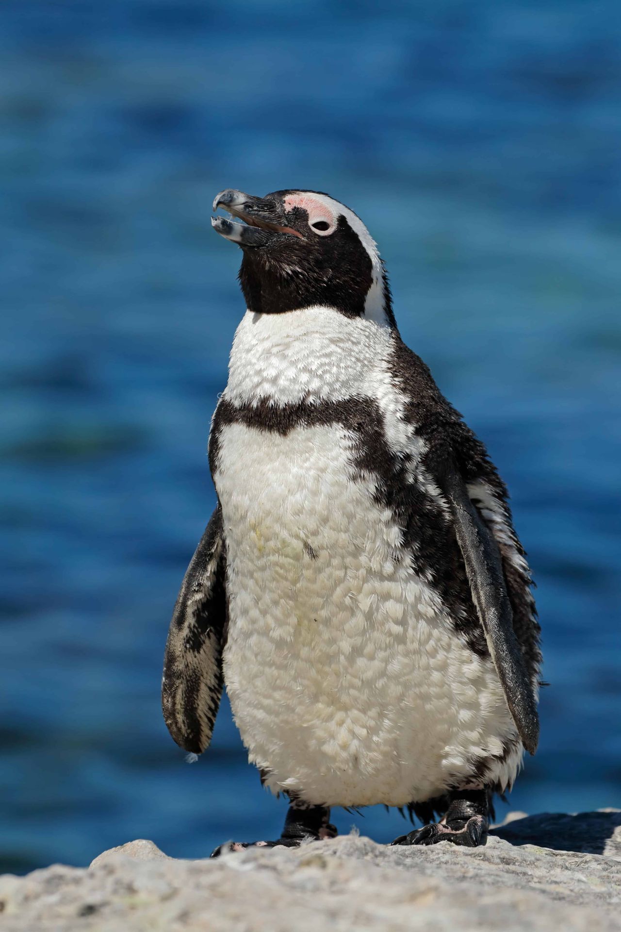 Brillen-Pinguin an der Felsküste bei Kapstadt, Südafrika. Population: 42.000.