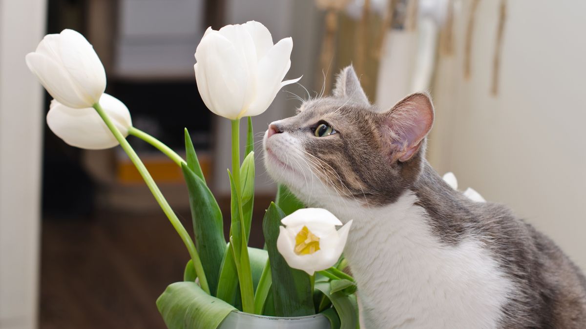 Frühblüher: Bei Menschen sind sie beliebt, bei Hunden und Katzen eher weniger. Warum sind sie so gefährlich für die Vierbeiner?