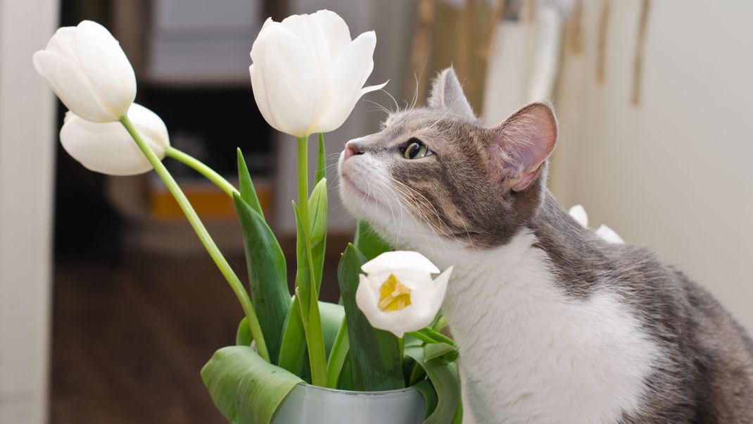 Frühblüher: Bei Menschen sind sie beliebt, bei Hunden und Katzen eher weniger. Warum sind sie so gefährlich für die Vierbeiner?