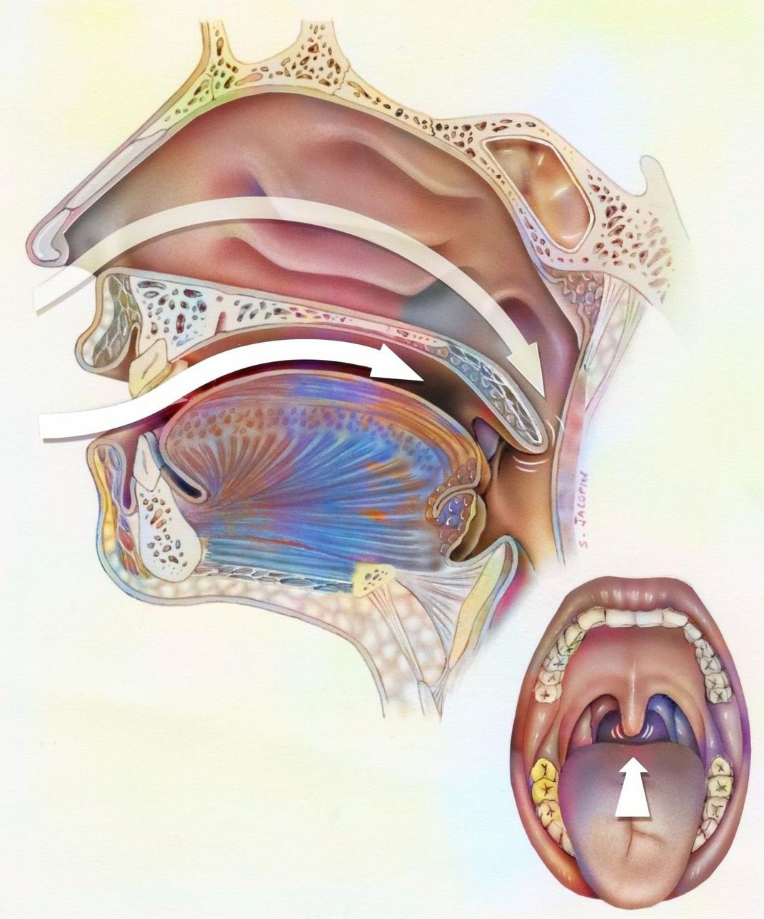 Wenn du deinen Mund weit öffnest, kannst du die Uvula im Spiegel sehen.