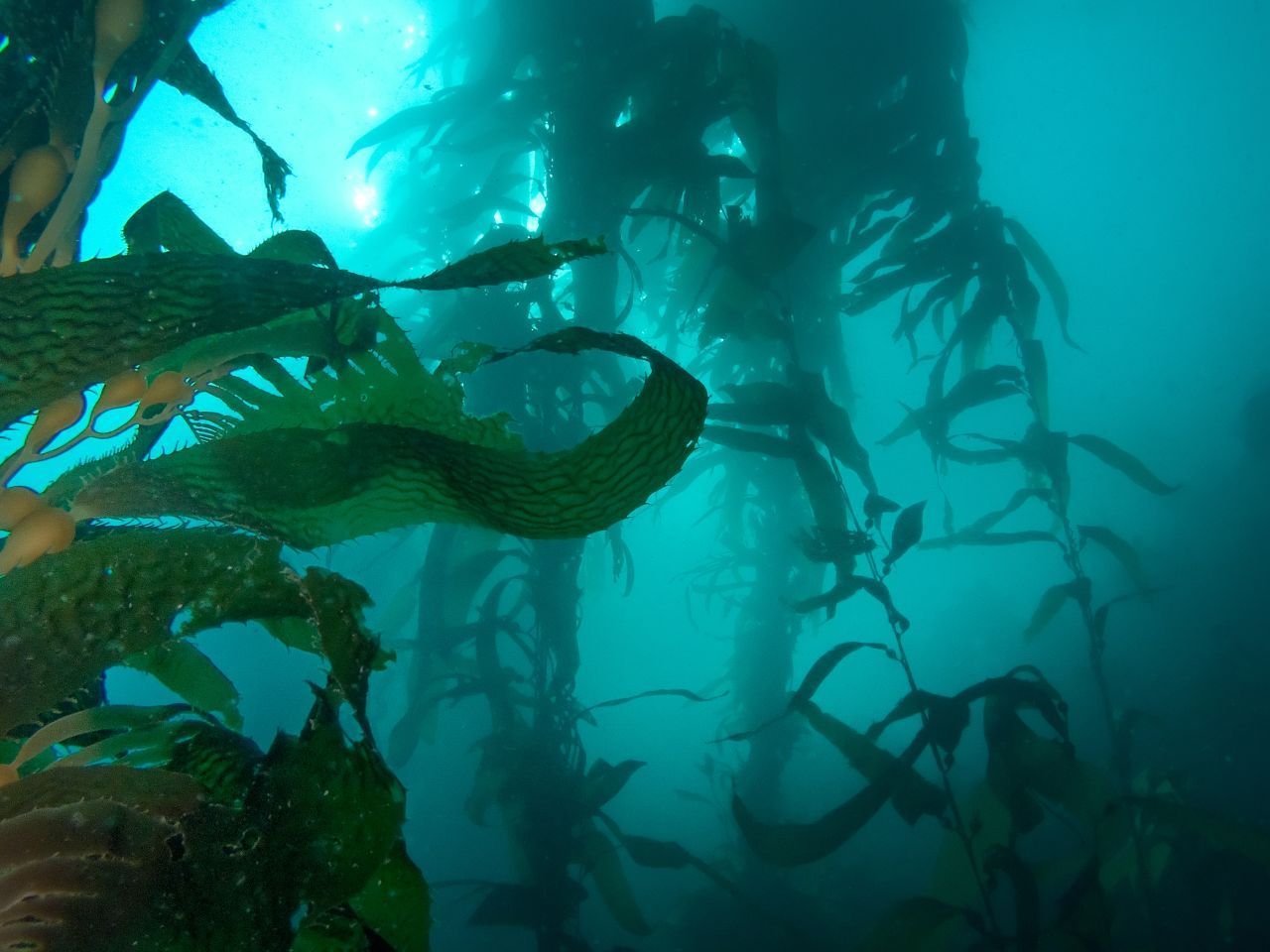 Thalassophobie-Angst-vor-tiefen-Gewässern-Algen