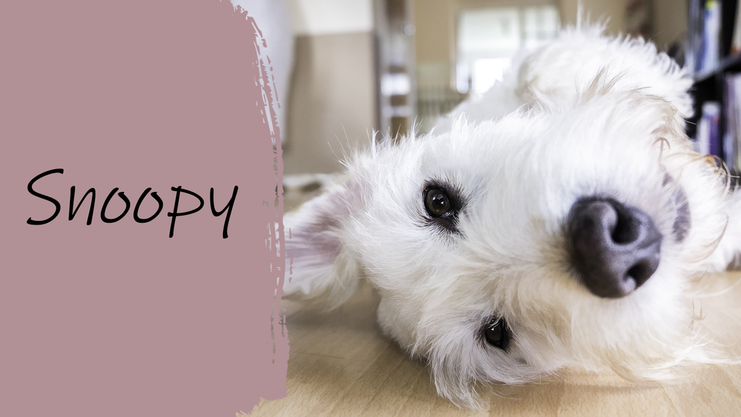 We love Snoopy - sowohl als Comicfigur und als Name für deinen Hund.