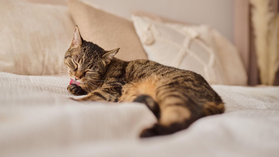 Mit Gummihandschuhen und Haarspray wirst du Katzenhaare auf deinem Sofa oder Bett schnell wieder los